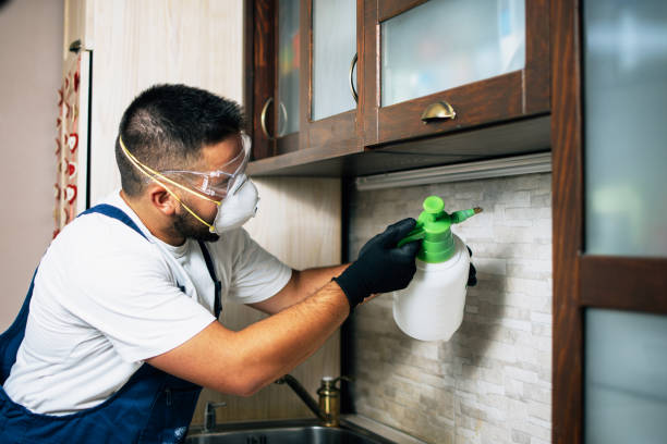 Best Wasp Removal Services  in Huachuca City, AZ