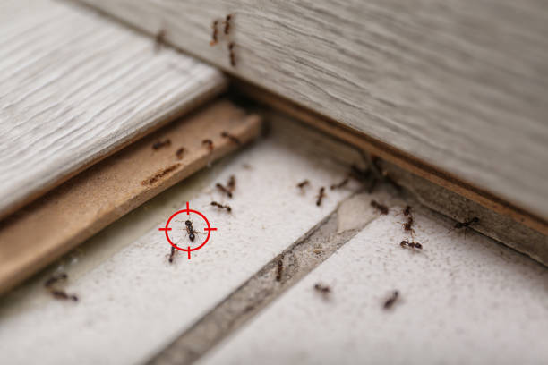 Best Residential Pest Control  in Huachuca City, AZ