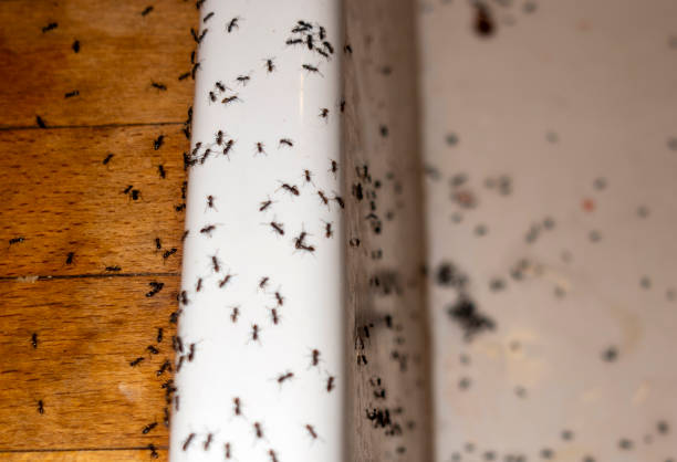 Best Commercial Pest Control Services  in Huachuca City, AZ