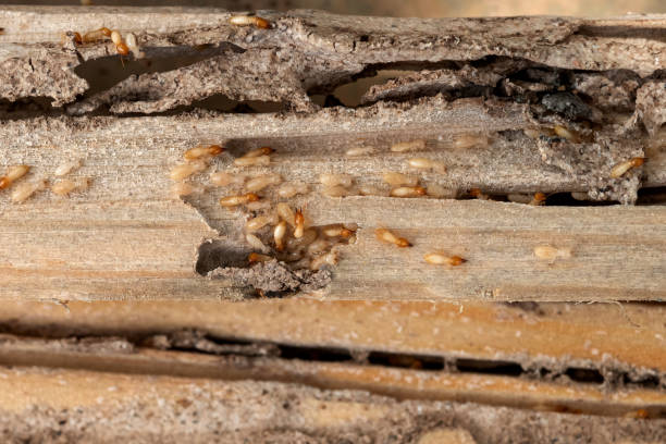Best Emergency Pest Control  in Huachuca City, AZ