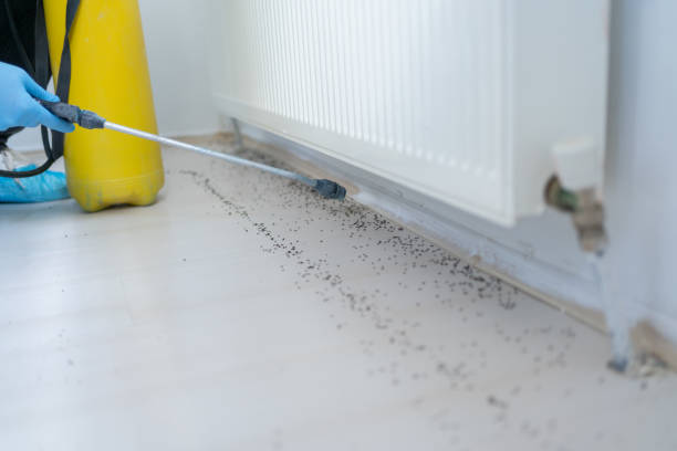 Wasp Removal Services in Huachuca City, AZ