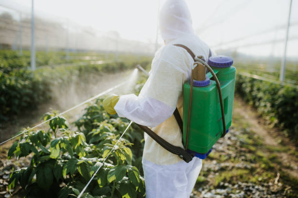 Best Pest Removal Services  in Huachuca City, AZ